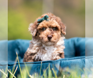 Medium Poodle (Miniature)