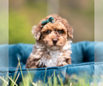 Puppy Discover AKC Poodle (Miniature)