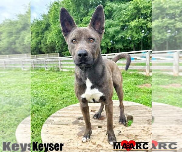 Medium Photo #11 Australian Kelpie-Unknown Mix Puppy For Sale in Maryville, TN, USA