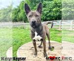 Small #10 Australian Kelpie Mix