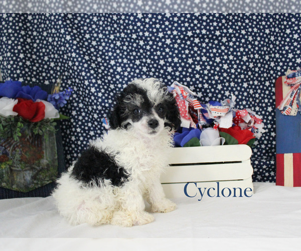 Medium Photo #2 Poodle (Toy) Puppy For Sale in CHANUTE, KS, USA