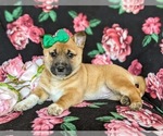 Small Photo #5 Jack Russell Terrier-Shiba Inu Mix Puppy For Sale in ATGLEN, PA, USA