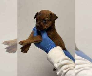 Mutt Dogs for adoption in New York, NY, USA