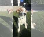 Small #3 Saint Bernard Mix