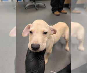 Black Mouth Cur-Labrador Retriever Mix Dogs for adoption in Corpus Christi, TX, USA
