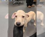 Small Black Mouth Cur-Labrador Retriever Mix