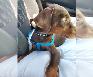 Doberman Pinscher Dogs for adoption in BRAZOS BEND, TX, USA
