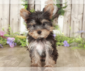 Yorkshire Terrier Puppy for sale in MOUNT VERNON, OH, USA