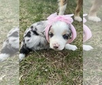 Small #1 North American Shepherd