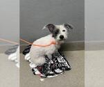 Small Mutt