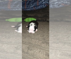 Boston Terrier Puppy for sale in MITCHELL, IN, USA