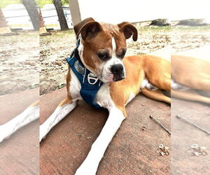 Bentley II - Male Boxer Dog for Adoption - Photo #2