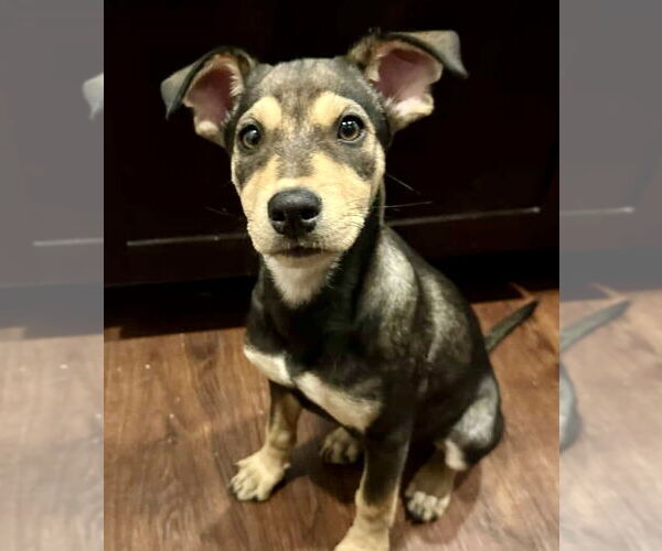 Medium Photo #3 Mutt Puppy For Sale in Jefferson, NJ, USA