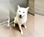 Small #5 Siberian Husky Mix