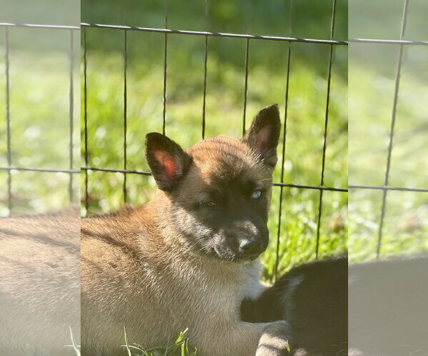 Medium Photo #6 Siberian Husky-Unknown Mix Puppy For Sale in Holly Springs, NC, USA