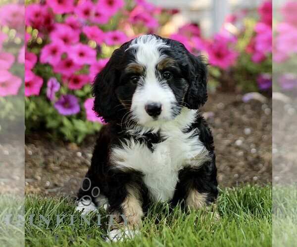 Medium Photo #1 Bernedoodle (Miniature) Puppy For Sale in GORDONVILLE, PA, USA
