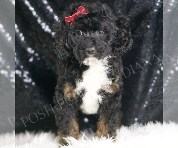 Medium Photo #1 Poodle (Toy) Puppy For Sale in WARSAW, IN, USA