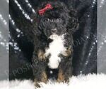 Small Poodle (Toy)
