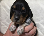 Puppy Puppy 3 Black and Tan Coonhound-Bluetick Coonhound Mix