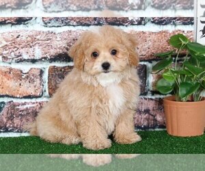 Bichpoo Puppy for sale in BEL AIR, MD, USA