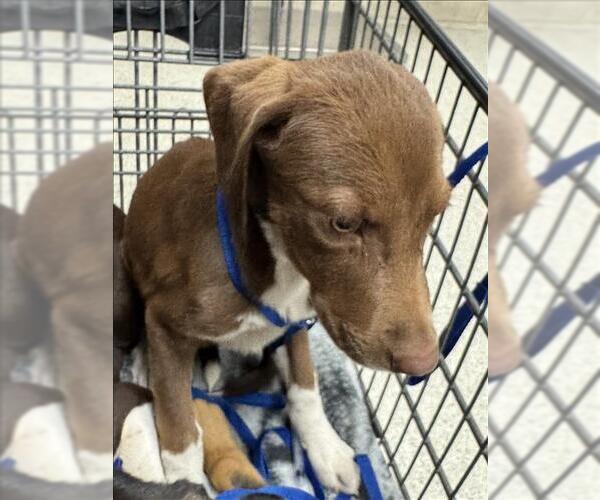 Medium Photo #1 Labrador Retriever-Unknown Mix Puppy For Sale in Conroe, TX, USA