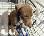 Small Labrador Retriever Mix