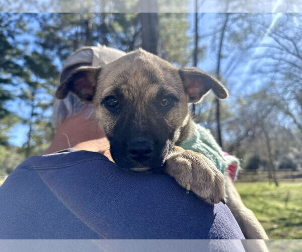 Medium Photo #2 Black Mouth Cur-Labrador Retriever Mix Puppy For Sale in The Woodlands, TX, USA