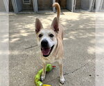 Small #1 German Shepherd Dog Mix