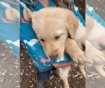 Small Photo #10 Labrador Retriever-Maremma Sheepdog Mix Puppy For Sale in PLAINWELL, MI, USA