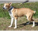 Small Photo #4 Border Collie-Unknown Mix Puppy For Sale in Prattville, AL, USA