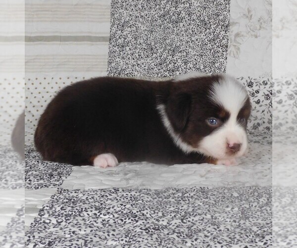 Medium Photo #3 Miniature Australian Shepherd Puppy For Sale in HARRISON, OH, USA