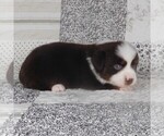 Small #2 Miniature Australian Shepherd
