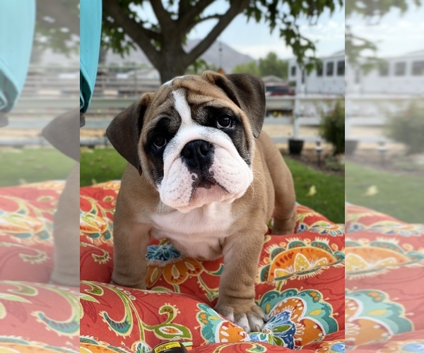 Medium Photo #16 Bulldog Puppy For Sale in NORCO, CA, USA