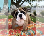Small Photo #16 Bulldog Puppy For Sale in NORCO, CA, USA