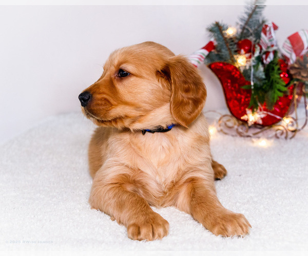 Medium Photo #6 Golden Retriever Puppy For Sale in WAKARUSA, IN, USA