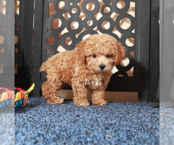 Medium Photo #3 Poochon Puppy For Sale in MOUNT VERNON, OH, USA