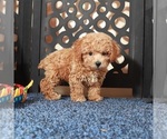 Small #2 Poochon
