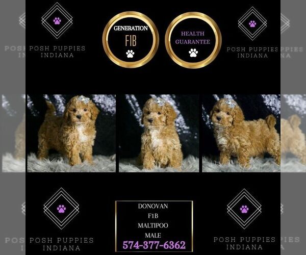 Medium Photo #39 Maltipoo (Miniature) Puppy For Sale in WARSAW, IN, USA
