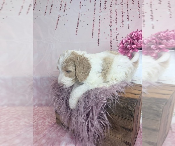 Medium Photo #122 Aussie-Poo-Goldendoodle Mix Puppy For Sale in COMMERCE, MI, USA