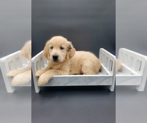 Golden Retriever Dog for Adoption in GOSHEN, Indiana USA