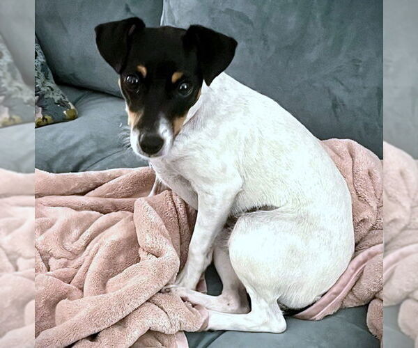 Medium Photo #4 Rat Terrier-Unknown Mix Puppy For Sale in Atlanta, GA, USA