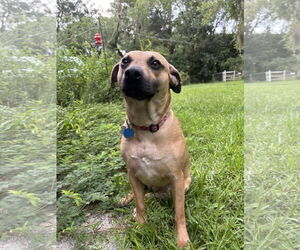Mutt Dogs for adoption in Gainesville, FL, USA