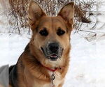 Small #11 Mutt