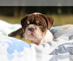 Small Photo #10 Bulldog Puppy For Sale in MONUMENT, CO, USA