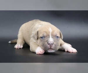 American Bully Puppy for sale in CHAMPAIGN, IL, USA