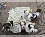 Small Photo #2 Biewer Terrier Puppy For Sale in CANBY, OR, USA