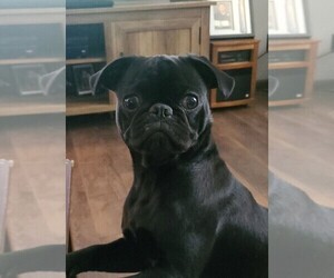 Father of the Pug puppies born on 04/20/2025