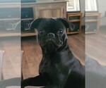 Small Photo #1 Pug Puppy For Sale in CORY, IN, USA