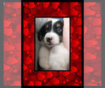 Small Photo #16 Cowboy Corgi Puppy For Sale in GALLEGOS, NM, USA