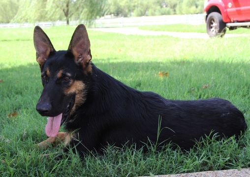 Medium Photo #1 German Shepherd Dog Puppy For Sale in KELLER, TX, USA